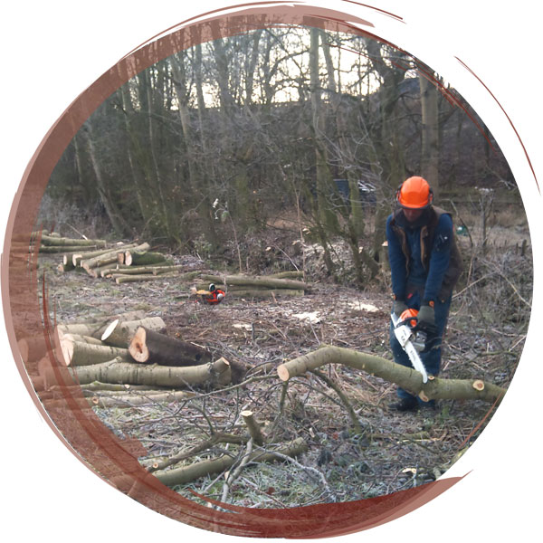 Cross-cutting newly felled trees to make them easier to remove from the work site