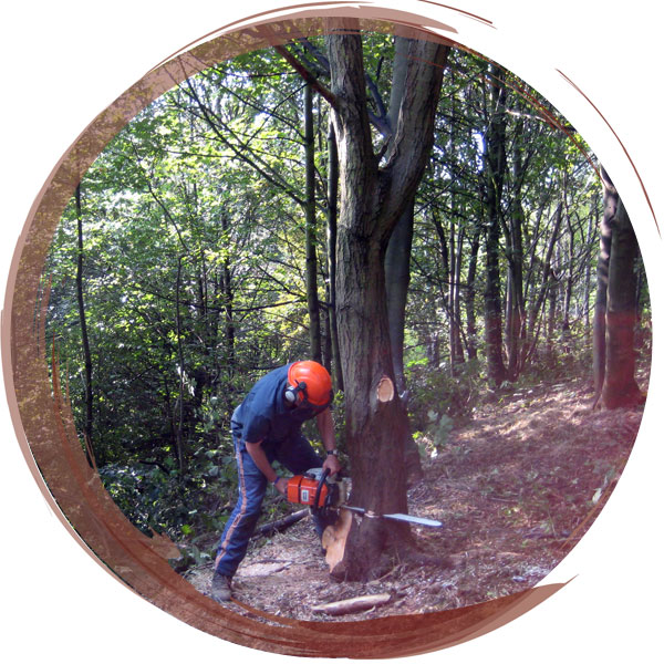 NPTC qualified in the use of chainsaws for tree felling
