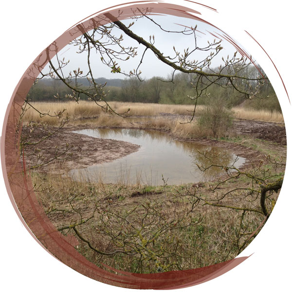 A new pond created within a new wetland adjacent to the River Weaver