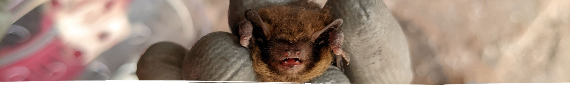 Baby bat