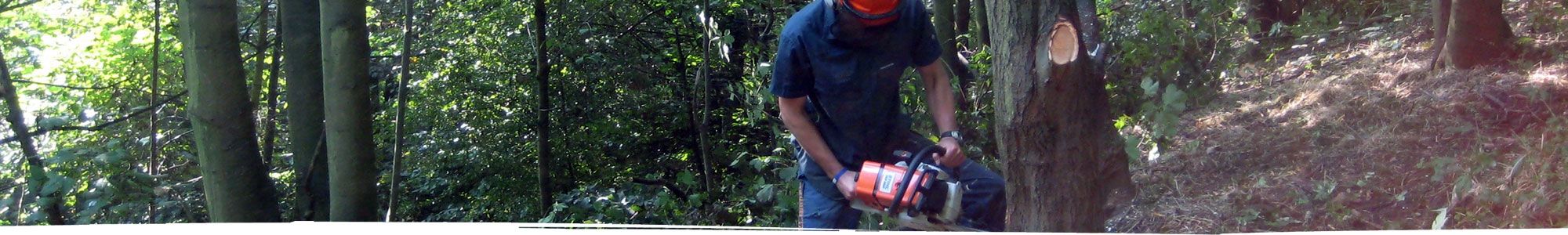 Tree felling in Cheshire using a chainsaw