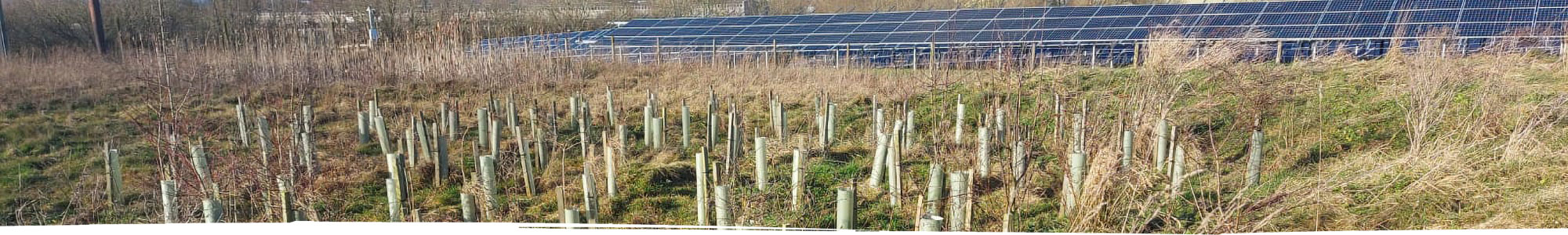 Trees planted in North Wales