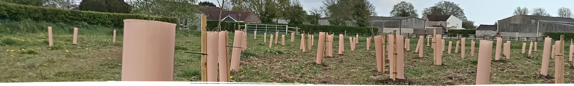 New tree planting