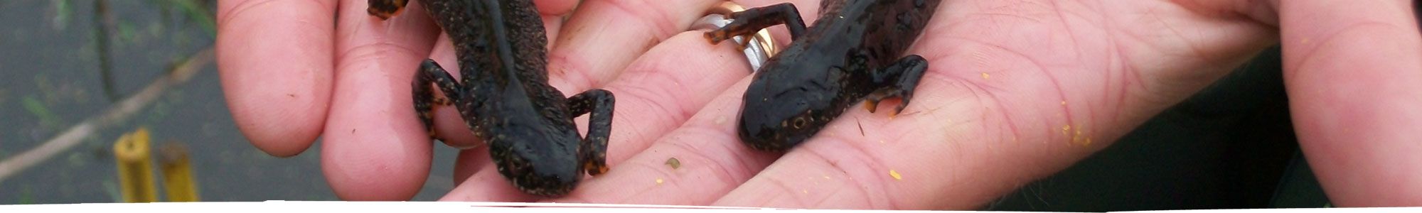 Newts found near Chester being held in hands