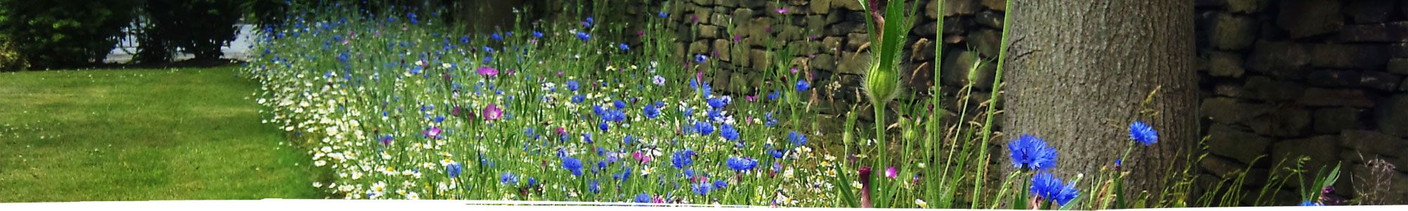 Beautiful flowers in woodlands in Cheshire