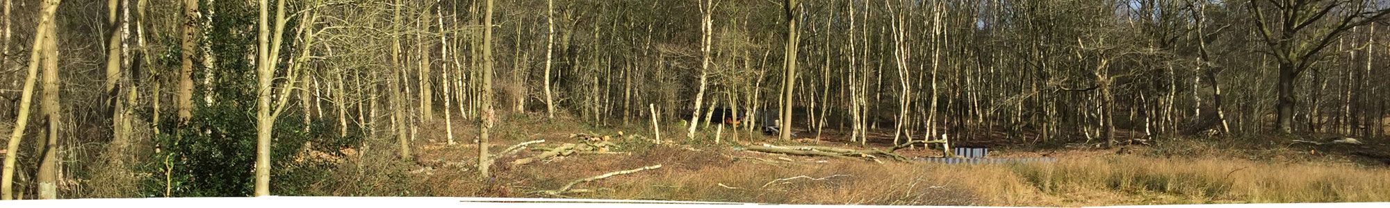 Trees cut down in forest near Wrexham