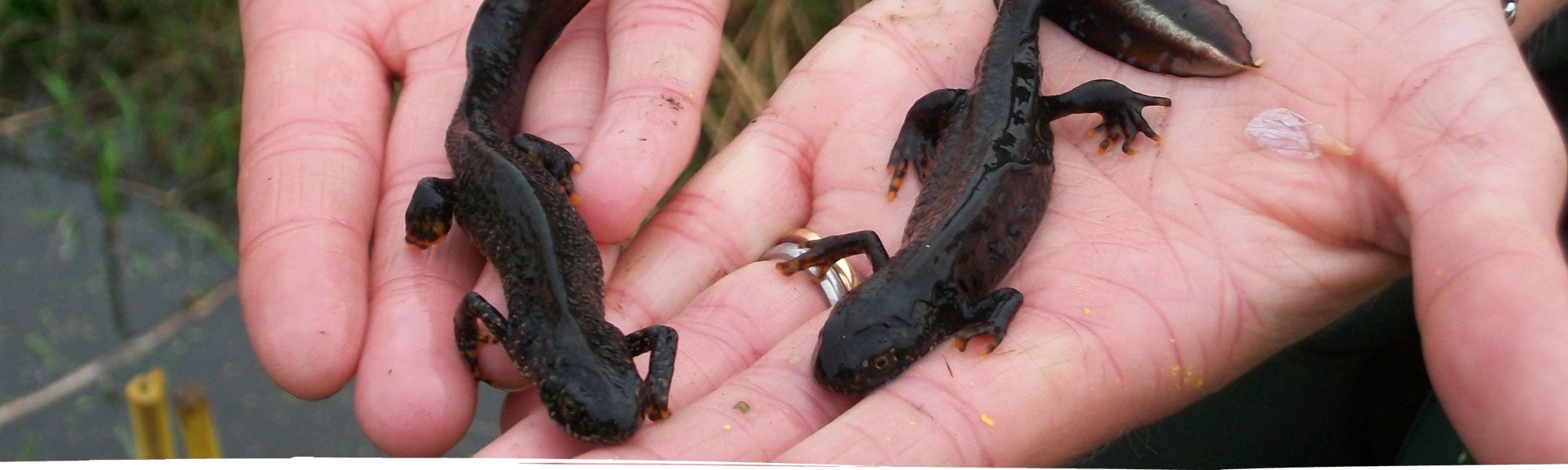 Newts found near Chester being held in hands