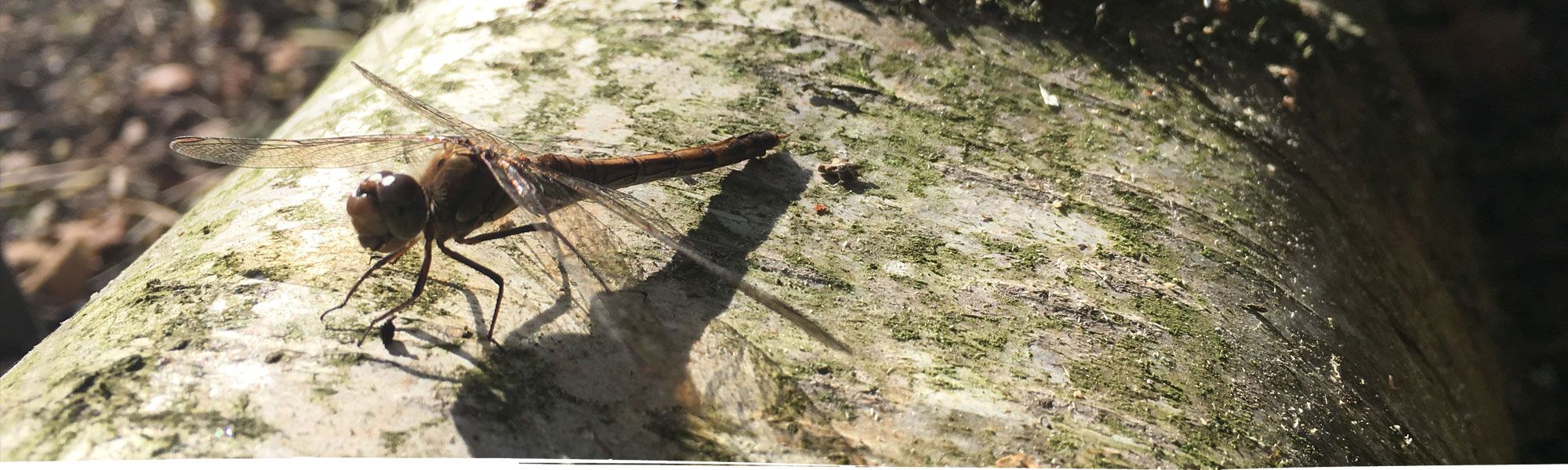 Dragonfly in woodlands near Chester