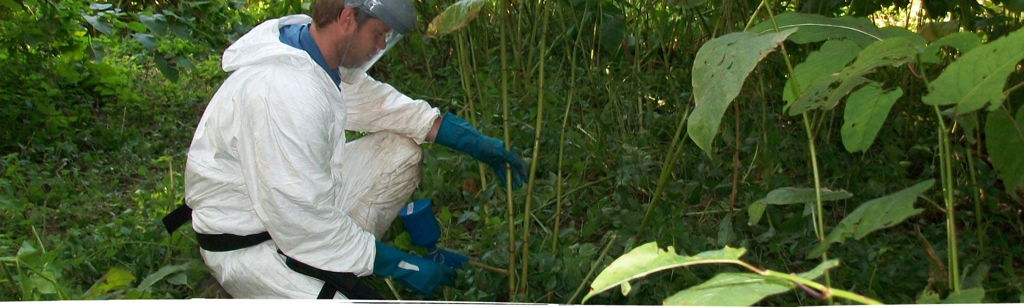 Japanese knotweed injection in Chester