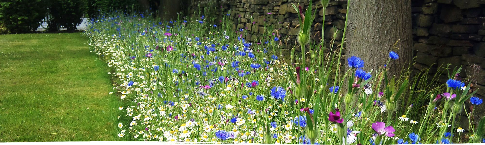 Beautiful flowers in woodlands in Cheshire