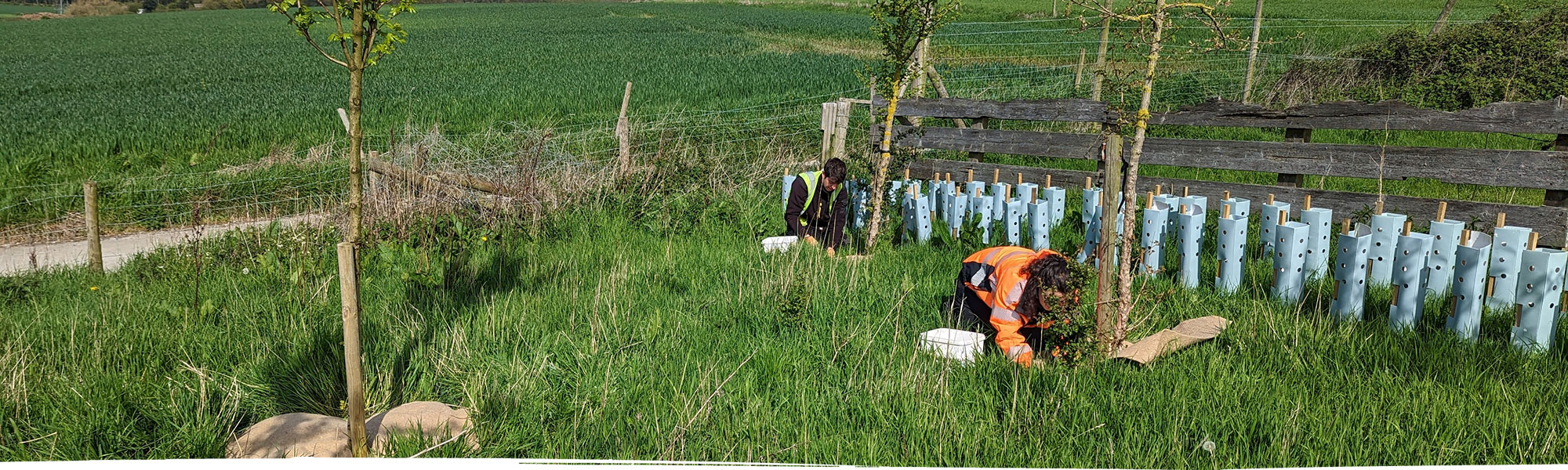 Planting in field in North Wales