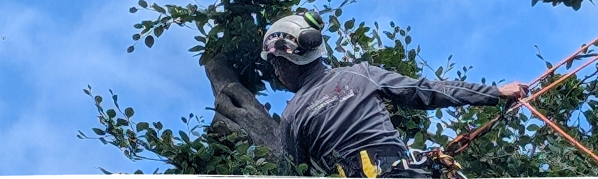 Tree maintenance in Wrexham