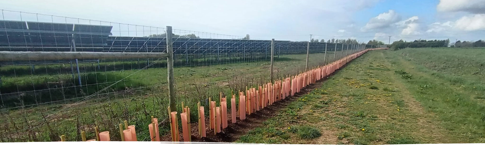 New hedgerow planted
