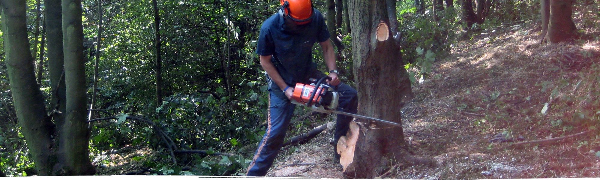 Tree felling in Cheshire using a chainsaw