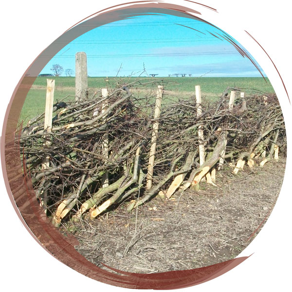 Laying a hedge to create both a boundary and habitat for local wildlife