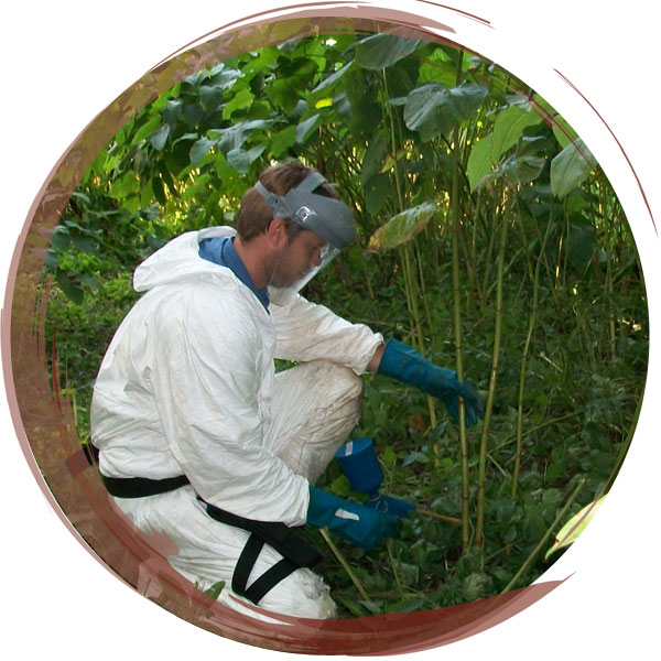 Stem injection of Japanese Knotweed is the most effective way to kill this destructive and invasive vegetation
