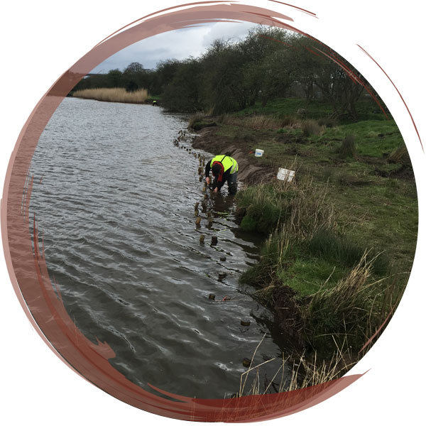 100m of bank stabilization to control erosion due to motor boats using brash faggots and rock rolls