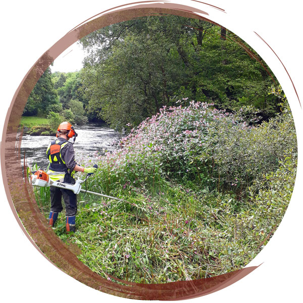 Controlling Himalayan Balsam along the River Dee