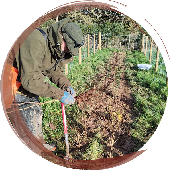 New hedgerow planting to increase biodiversity on National Trust land