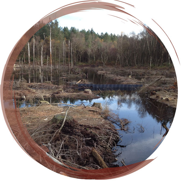Plastic piling dam installed to raise water levels within a lost peatland within Delamere Forest