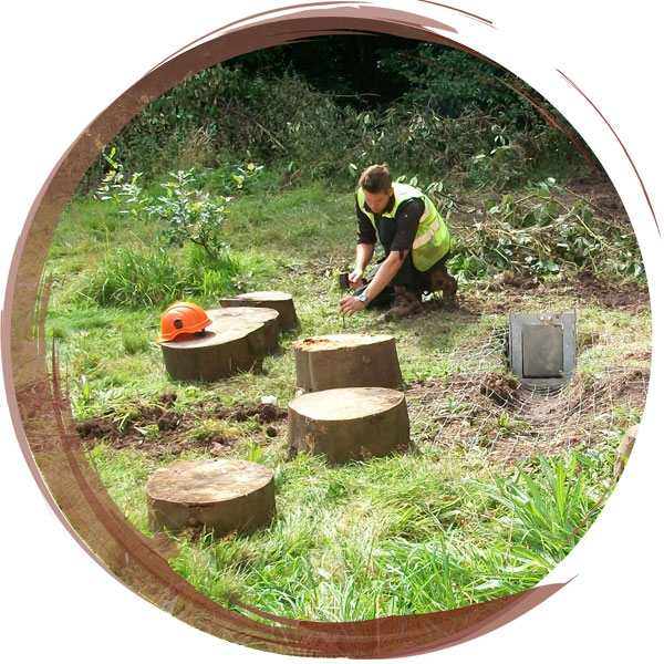 An artificial badger sett