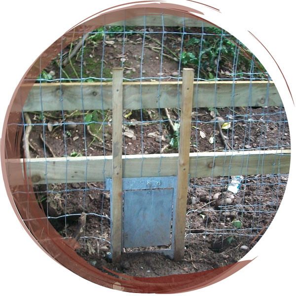 Badger exclusion fencing and a one-way trap door