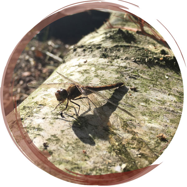 Female common darter dragonfly seen in October, over mature due to its bronze coloring