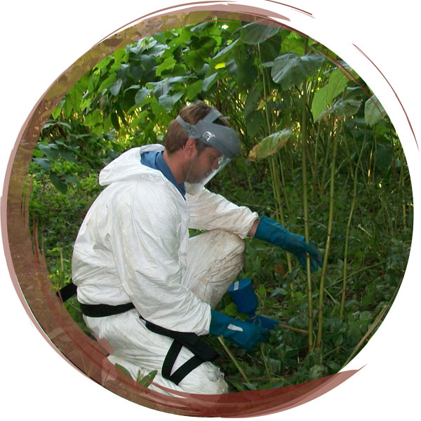 An Invasive Species Survey followed up with targeted treatment of Japanese Knotweed using the stem injection method by Wildbanks staff