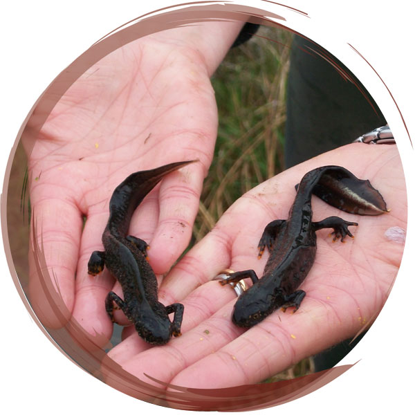 Two male Great Crested Newts (Tritaurus cristatus)