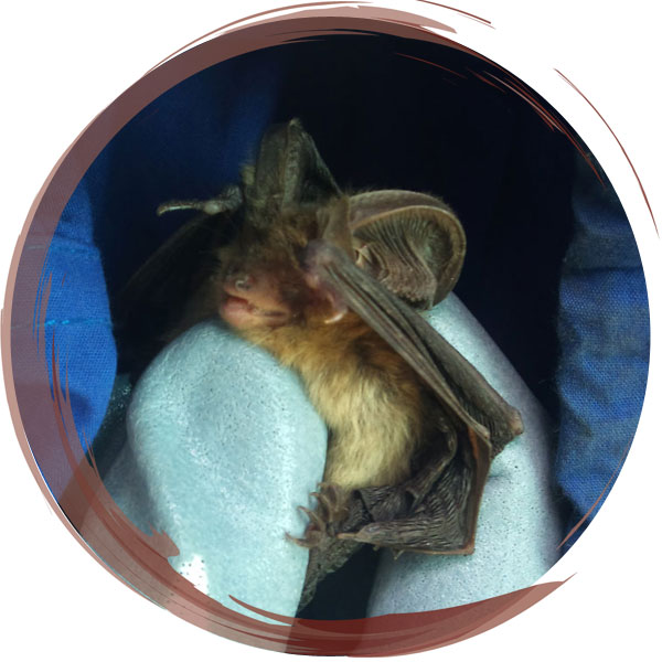 A brown long-eared bat (Plecotus Auritus)