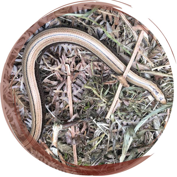 Slow worm found during a reptile survey. Slow worms our actually a legless lizard and not a worm or snake