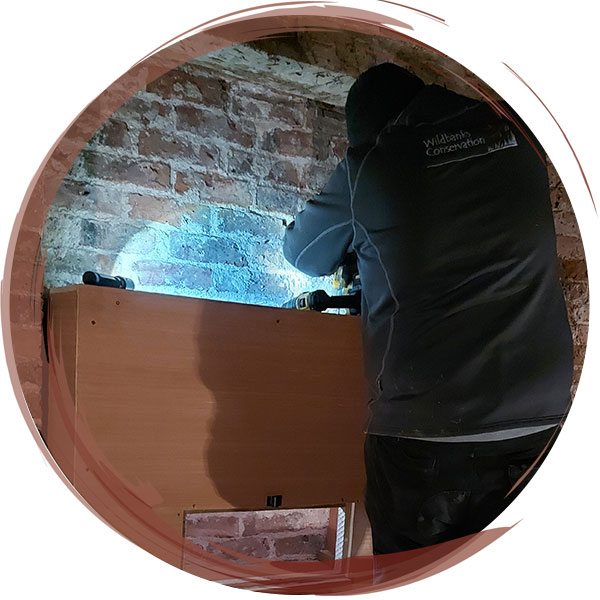 Installation of a barn owl box within a historic, Grade II listed National Trust property whilst the building is having repairs. A maternity bat roost was discovered within the property and this barn owl box was installed as part of the Biodiversity Net Gain