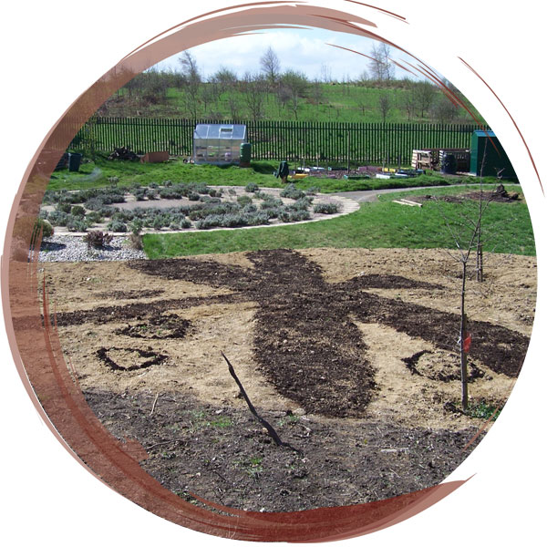 A wildflower meadow sown in the shape of a dragonfly using a mix of native perennial and annual seeds