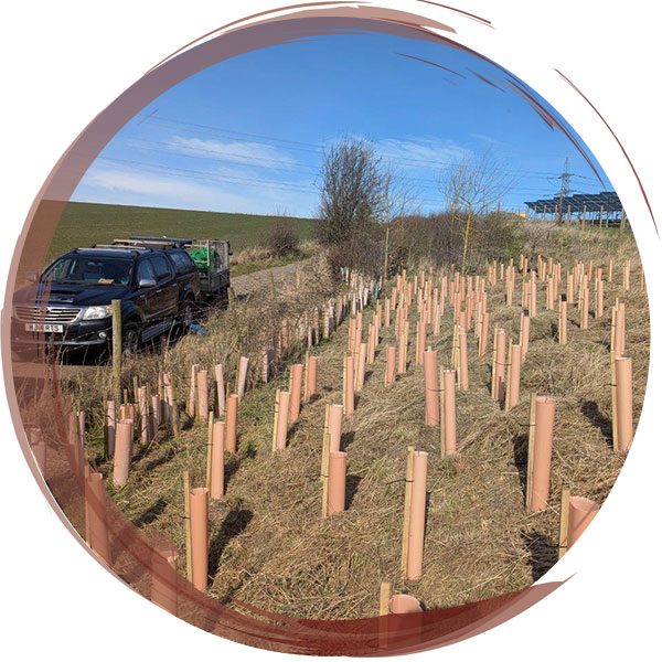 Planting of a woodland block to provide a screen between a solar farm in Leeds and public footpath. Biodegradable guards used to save time and money on collecting plastic guards after newly planted trees mature