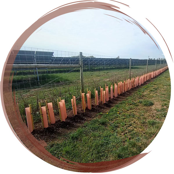 Planting of a hedgerow as part of the mitigation requirements for a solar farm in Lincolnshire