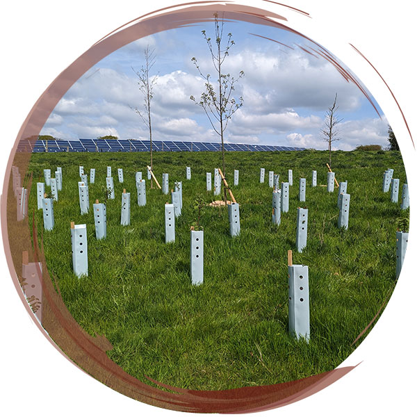 Woodland copse planted with cardboard guards. Cardboard guards have a lifespan of up to 3 years before they biodegrade, saving time and money on collecting plastic guards after newly planted trees mature