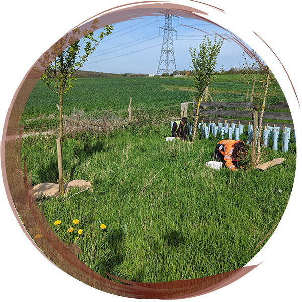 Members of the team planting standard trees within a newly planted woodland copse. Mulch mats are laid around each standard tree to suppress weed growth and enrich the soil as it breaks down