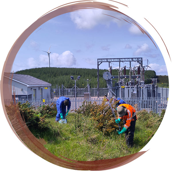The team weed wiping willow, bramble and tall ruderal plants to help establish heather as mitigation for wind farm substation