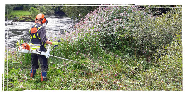 Invasive Weed Control