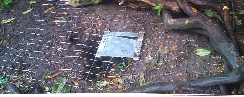 Metal plate on forest floor