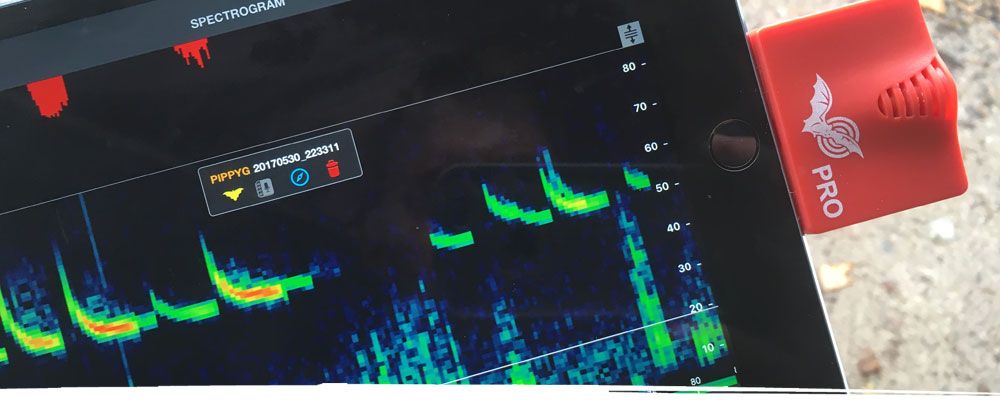 Bat survey detection equipment