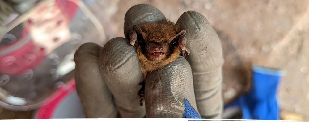 Baby bat