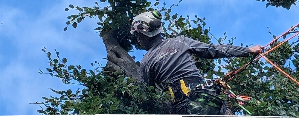 Tree maintenance in Wrexham