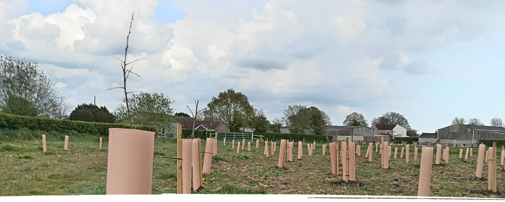 New tree planting