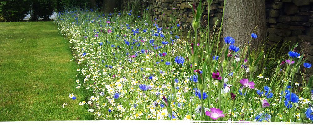 Beautiful flowers in woodlands in Cheshire