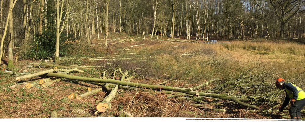Trees cut down in forest near Wrexham