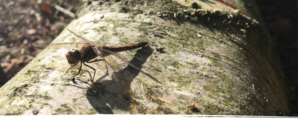 Dragonfly on branch in Chester