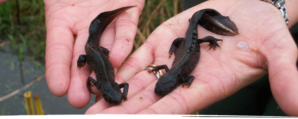 Newts found near Chester being held in hands
