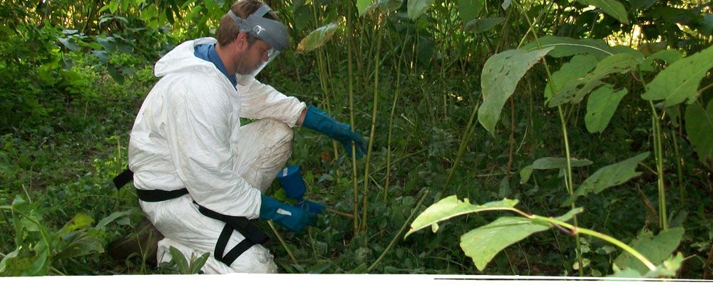 Japanese knotweed injection in Chester