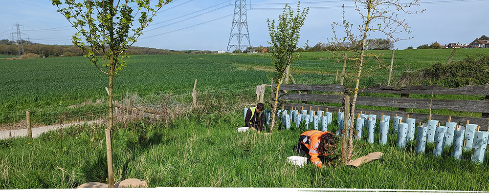 Planting in field in North Wales